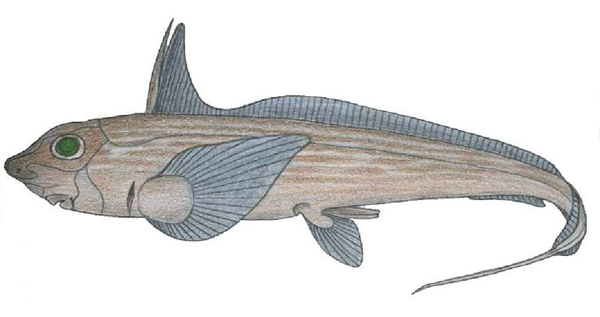 Chimaera monstrosa.  One of the extinct subclasses
